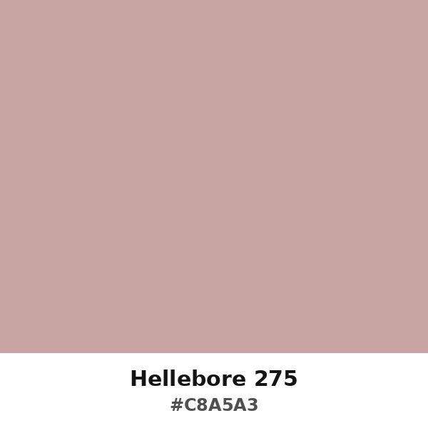 Hellebore 275