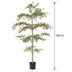 Zwarte olijfboom 180 cm