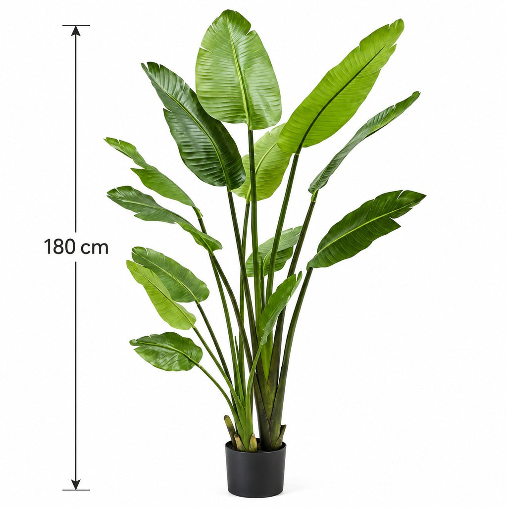 Strelitzia-plant 180 cm