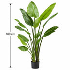 Strelitzia-plant 180 cm