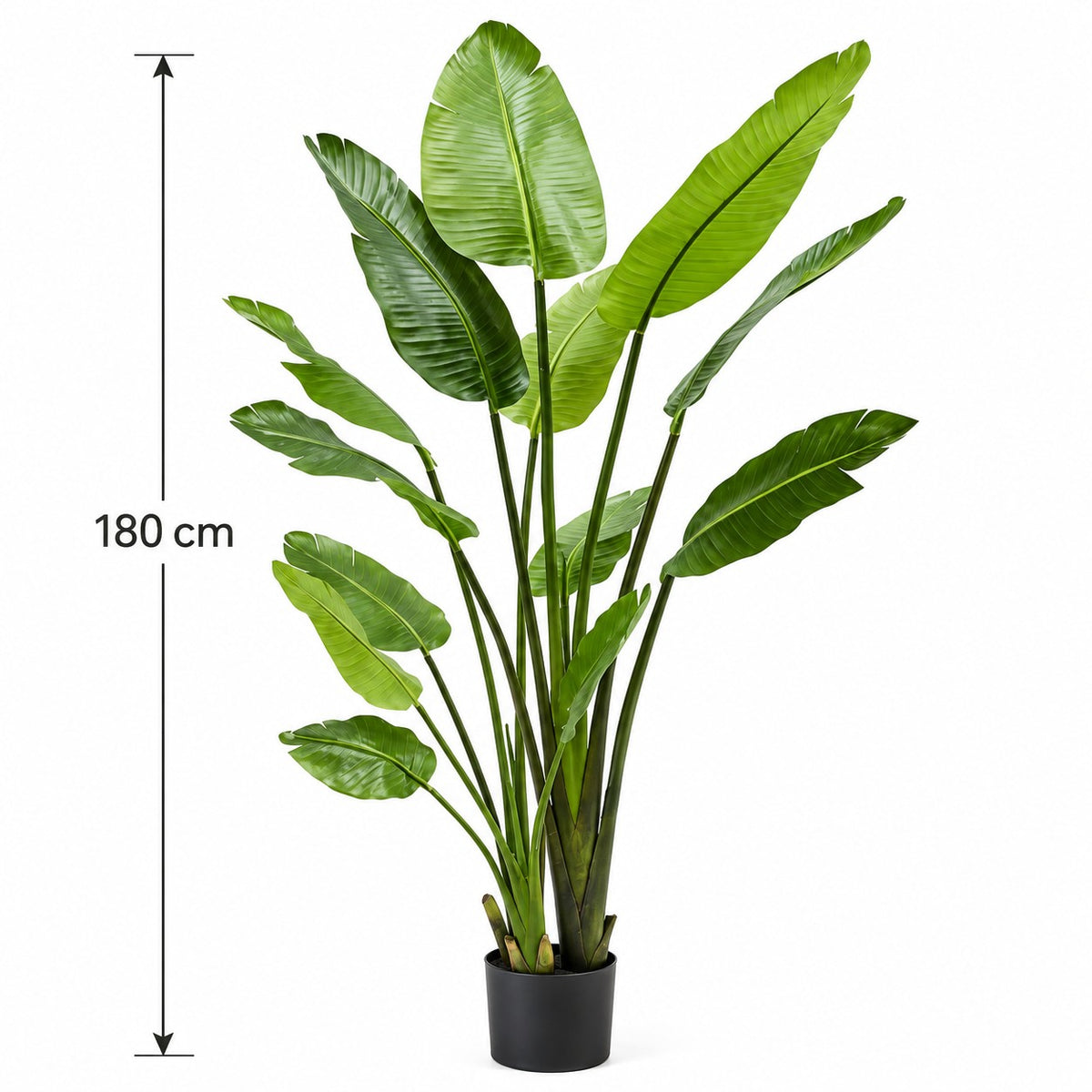 Strelitzia-plant 180 cm